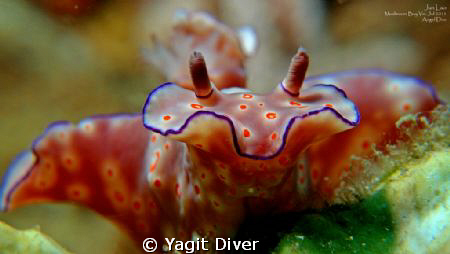 hug me- nudi by Yagit Diver 