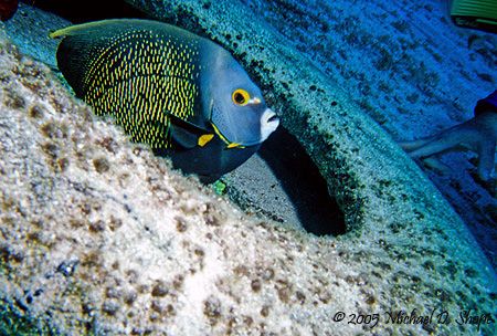 Taken in Cozumel on a shore dive off Scuba Club Cozumel w... by Michael Shope 