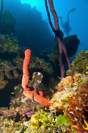 At Rest. Sea Horse shot close-focus wide angle with a Can... by Douglas Klug 