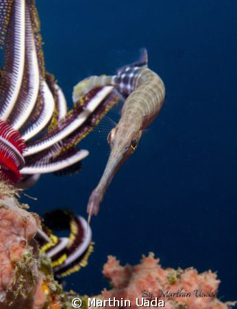 have shot with canon G12 at ,, jepun site padandbay by Marthin Uada 
