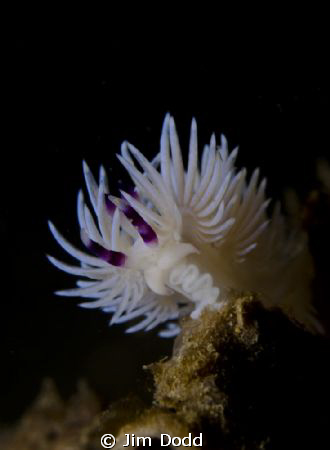 A Blue Dragon nudibranch. Taken on a Nikon D7000 using a ... by Jim Dodd 