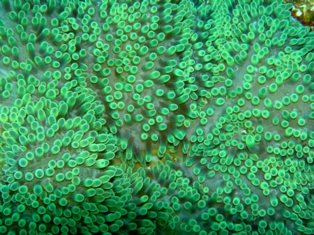Anemone taken off the coast of Runaway Bay, Jamaica while... by Richard Weatherly 