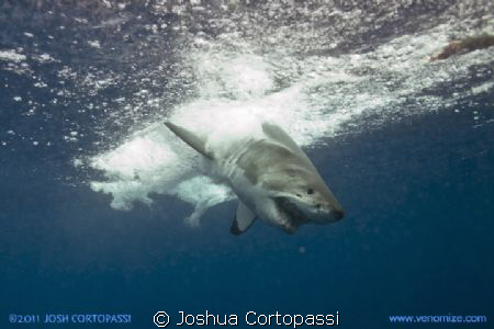 A Great White Shark crashes into the Pacific after a full... by Joshua Cortopassi 