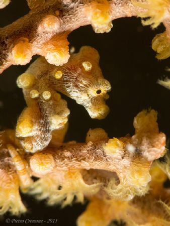 Tiny pigmy seahorse in Anilao - taken with CANON 100mm US... by Pietro Cremone 