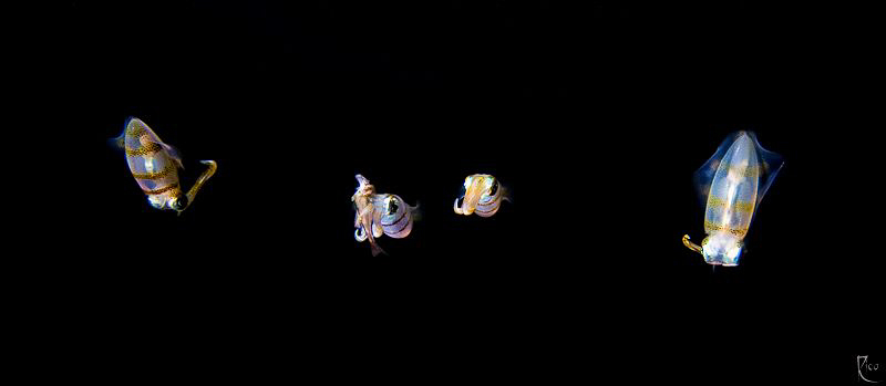"Cool & the Gang" ;-)
Just in case, squids could talk : ... by Rico Besserdich 