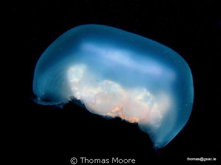 Common Jellyfish taken on a night dive in Galway bay. by Thomas Moore 