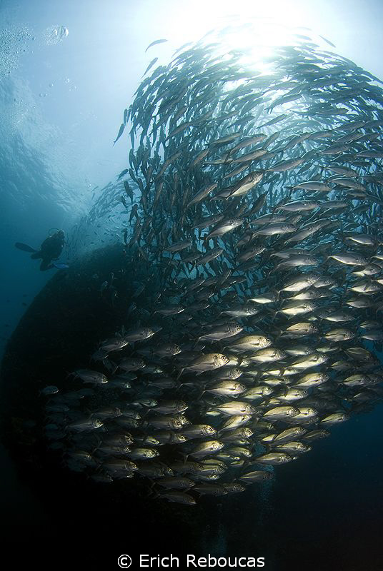 Schooling jacks and sillouete of the Liberty wreck by Erich Reboucas 