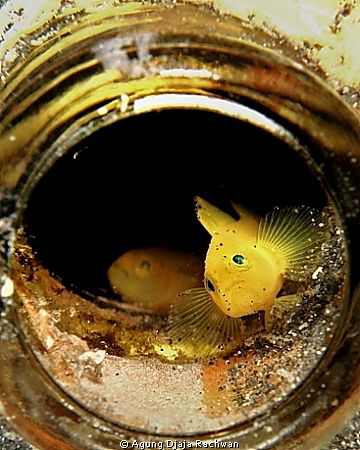 Yellow Gobies in the bottle .. Hope you willl enjoy it .. by Agung Djaja Rachwan 