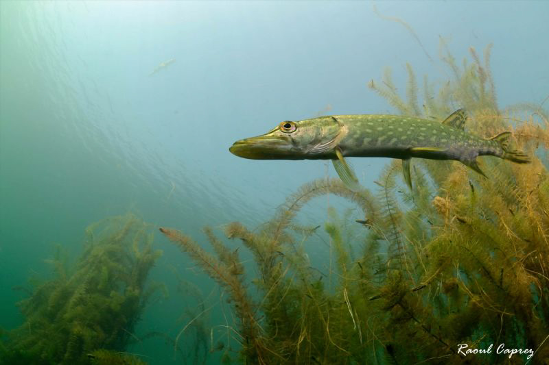 Flying Pike ? by Raoul Caprez 