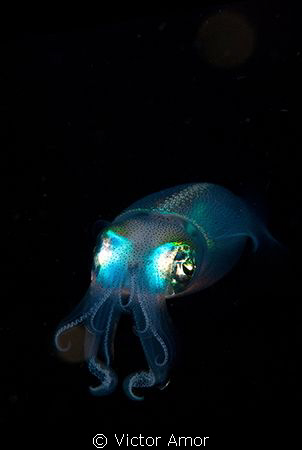Neon burst by Victor Amor 