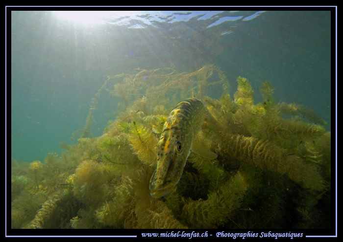 Pike Fish... ;O)... by Michel Lonfat 