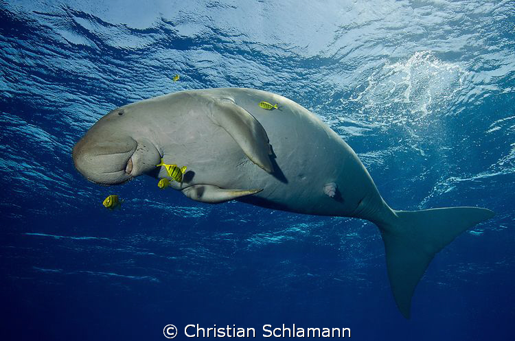 dugong in the red sea was playing with us and the cam. by Christian Schlamann 