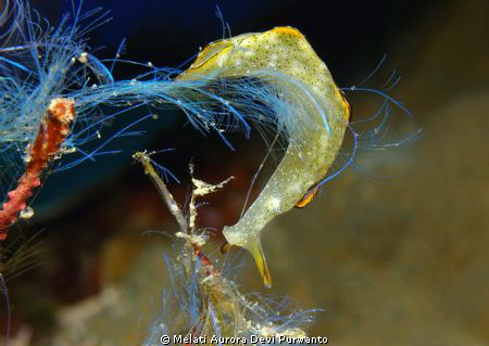 Gymnast Nudibranch by Melati Aurora Devi Purwanto 