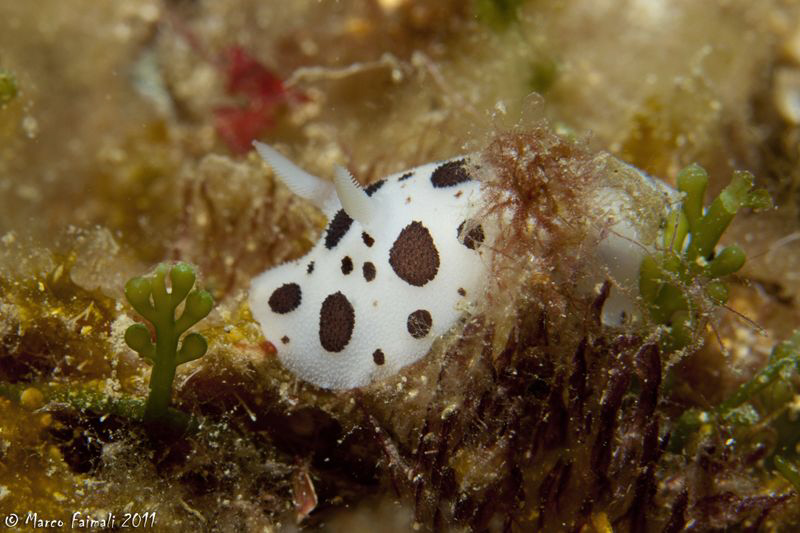 The sea slug Discodoris atromaculata an endemic (exclusiv... by Marco Faimali 