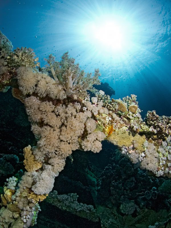 "Wreck-Pioneers"

At the Wreck of "Abo Galawa Kebir" by Henry Jager 