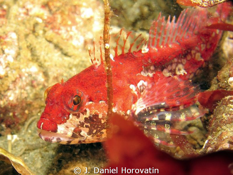 Scalyhead Sculpin by J. Daniel Horovatin 