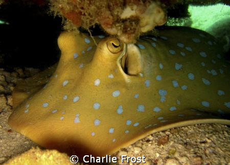 Blue spotted Stingray by Charlie Frost 