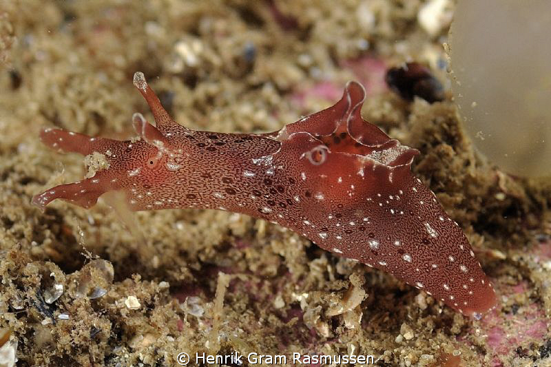 THe tiny Sea Hare by Henrik Gram Rasmussen 