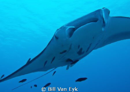 Manta Ray playing at Lady Elliot Island by Bill Van Eyk 