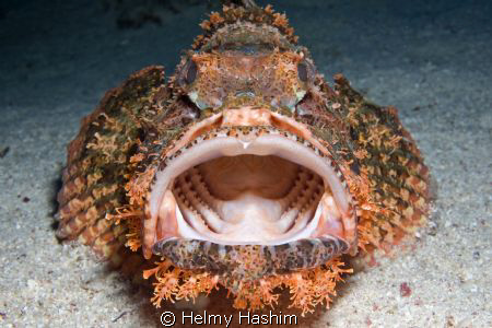 scorfano barbuto! by Helmy Hashim 