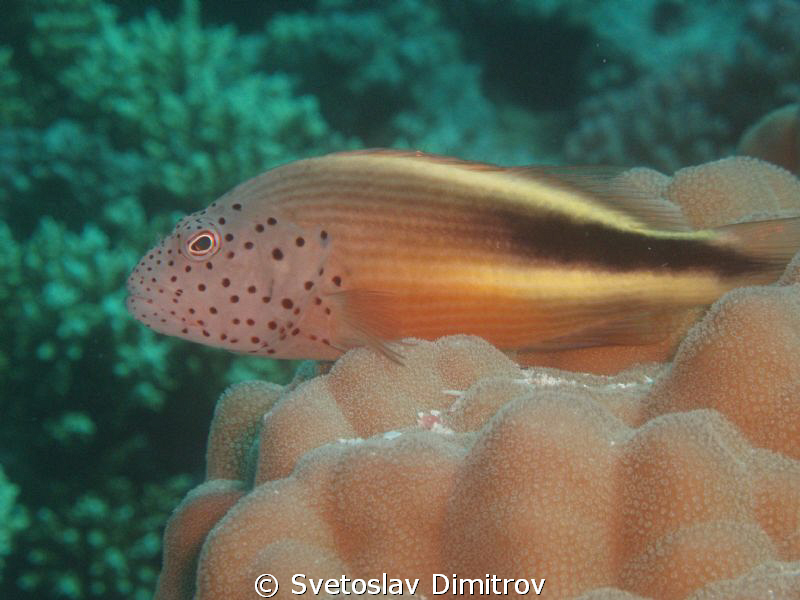 Howkfish. Magic Filter used by Svetoslav Dimitrov 