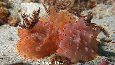 Three is a crowd by Yagit Diver 