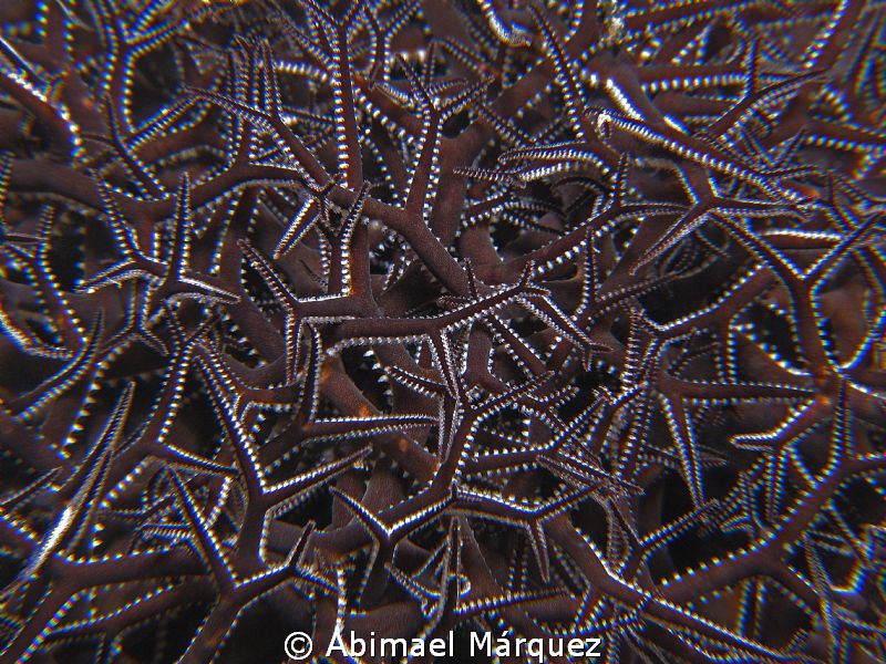 Basket Stars by Abimael Márquez 