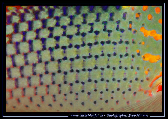 Details of a fish... ;O)... by Michel Lonfat 
