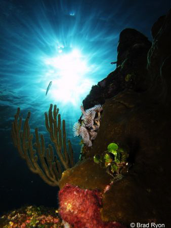 Social feather duster (Bispira brunnea); Utila, Honduras by Brad Ryon 