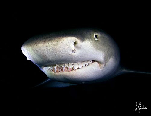 The Lemon Sharks have no worry nor fear at Tiger Beach. T... by Steven Anderson 