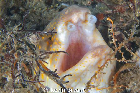 Wuz nearly gummed to death by this one. . . by Kevin Bryant 