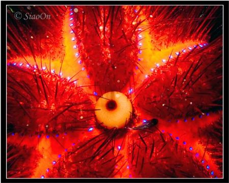 Abstract shot. Top view of a purple heart urchin with a u... by Han Peng Lim 