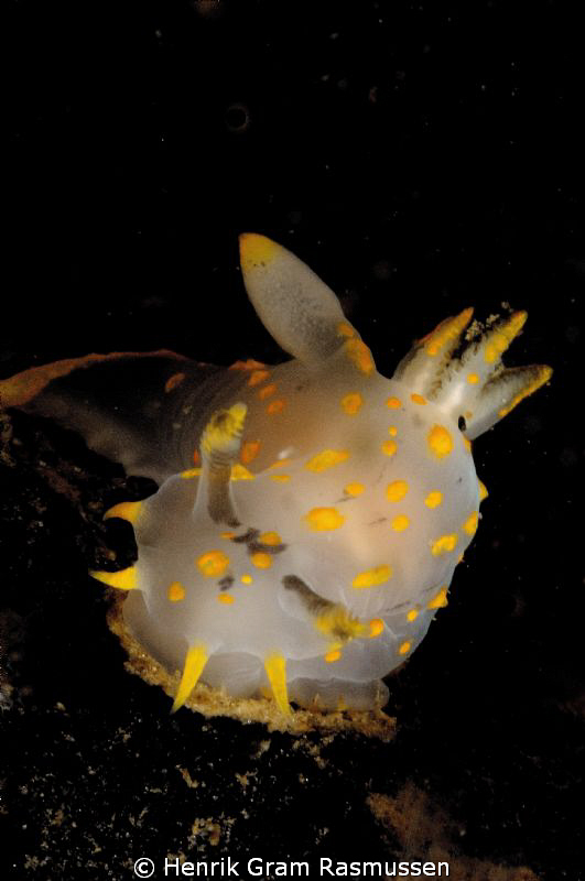 Ploycera Quadrilineata by Henrik Gram Rasmussen 
