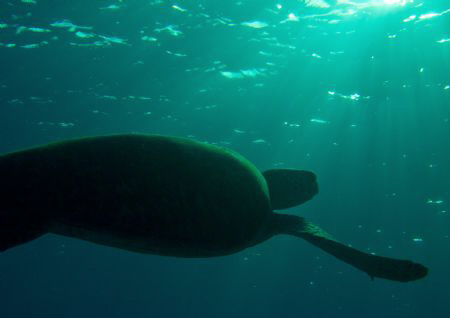 green turtle at dusk at leisure by Bill Van Eyk 