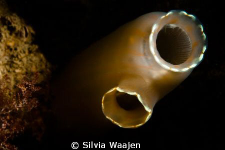 Ciona intestinalis by Silvia Waajen 