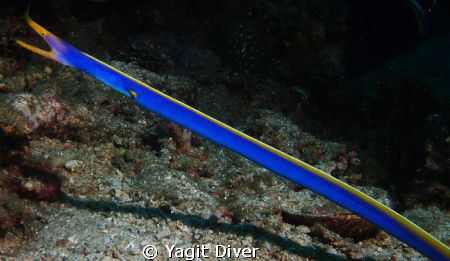 Divers Flag by Mother Nature by Yagit Diver 