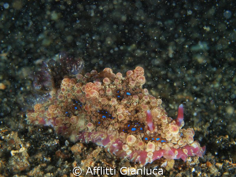 nudibranch by Afflitti Gianluca 