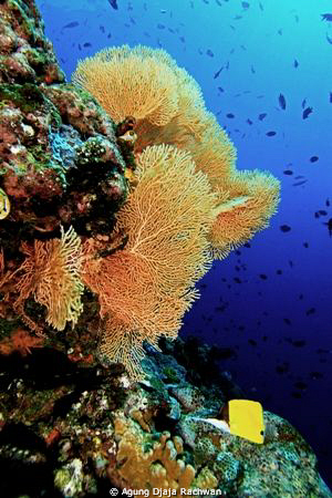 Rich Marine Lifes ... Lots of Fishes and Healthy Gorgonia... by Agung Djaja Rachwan 