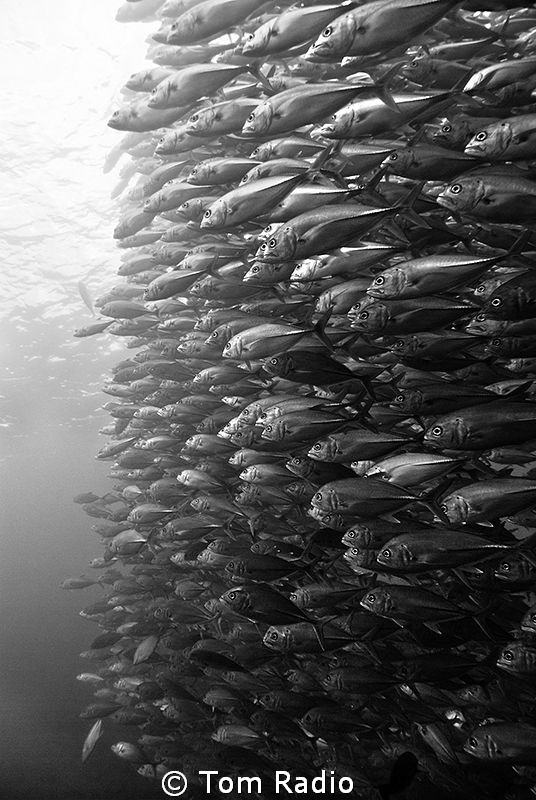 School of Trevally
Bali, Indonesia by Tom Radio 