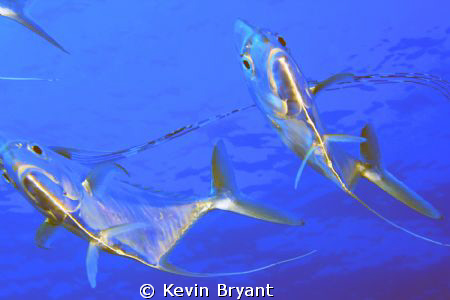 I hear they like divers' bubbles. by Kevin Bryant 