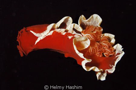 spanish dancer by Helmy Hashim 