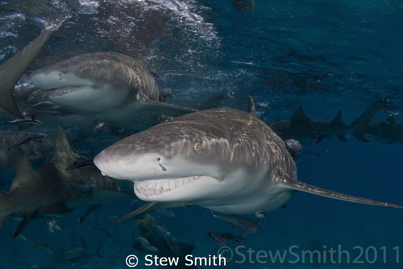 Lemons on the surface by Stew Smith 