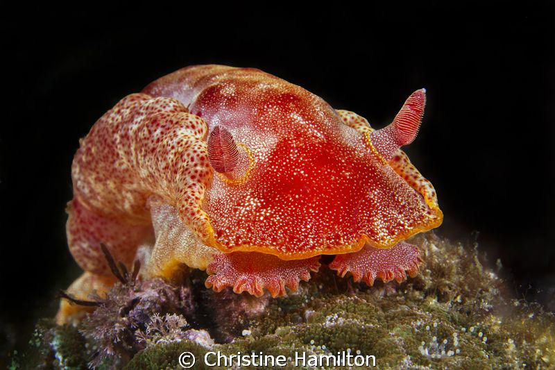 Orange by Christine Hamilton 
