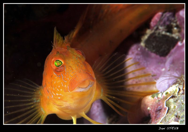 Blennie in La Ciotat :-D by Daniel Strub 