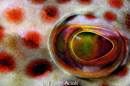 Texture and look... by Edson Acioli 