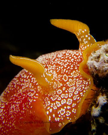 Nudi in the dark by Andrew Macleod 