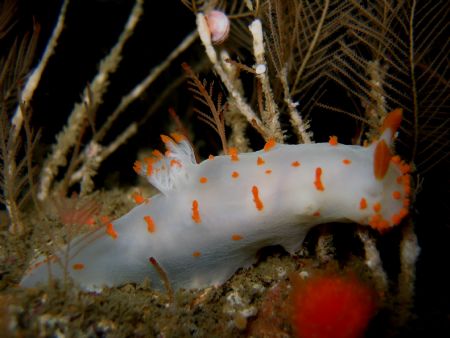 Close up of a clown dorid taken at Bell Island in the San... by Steve Brown 