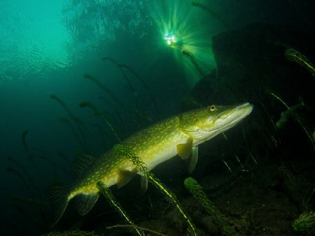 Taken with Canon s90 compact with strobe by Spencer Burrows 