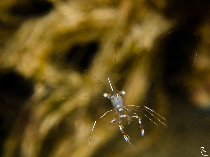 "Shrimp in space" ;-) by Rico Besserdich 