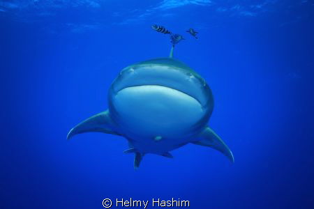 longimauns ! by Helmy Hashim 